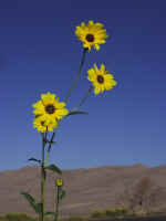 09 - CO - Great Sand Dunes - Flower.jpg (273067 bytes)