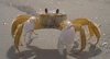 Crab.jpg (9911 bytes)