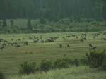 16 - CO - Rocky Mtn NP - Horseshoe Bend Elk