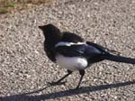 21 - CO - Rocky Mtn NP - Magpie