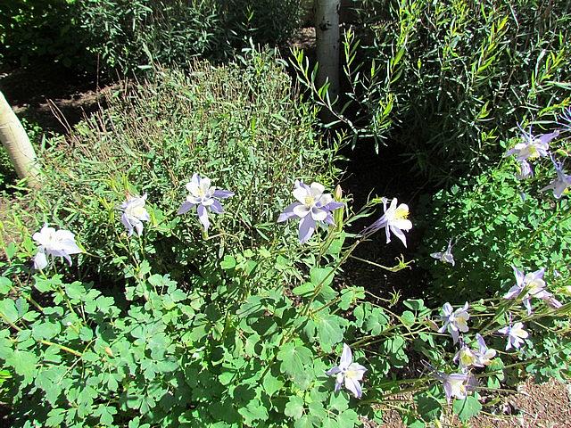 2011-07-21 Telluride 003