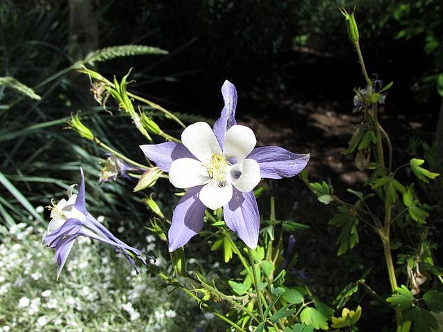 2011-07-21 Telluride 011