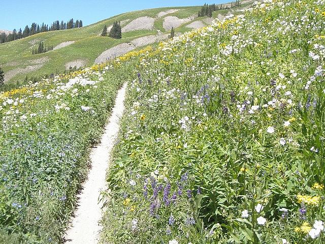 2011-08-07 Crested Butte -A pix 06