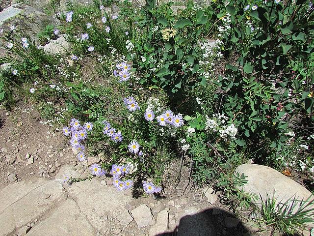 2011-08-07 Crested Butte 45