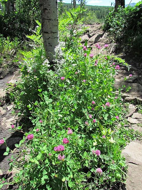 2011-08-07 Crested Butte 49