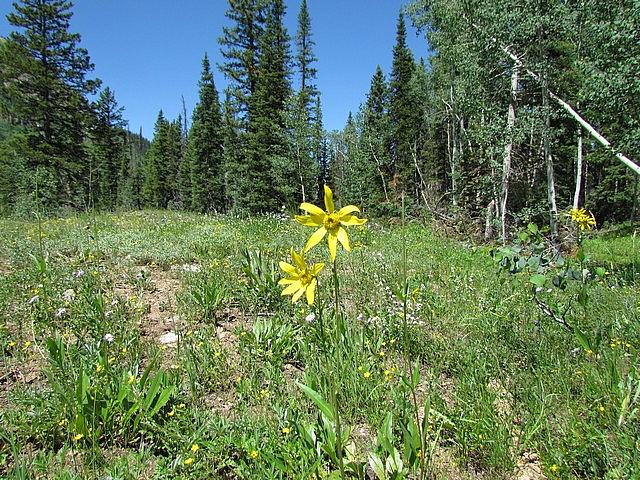2011-08-07 Crested Butte 62