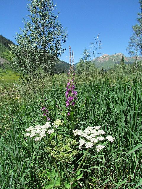 2011-08-07 Crested Butte 68