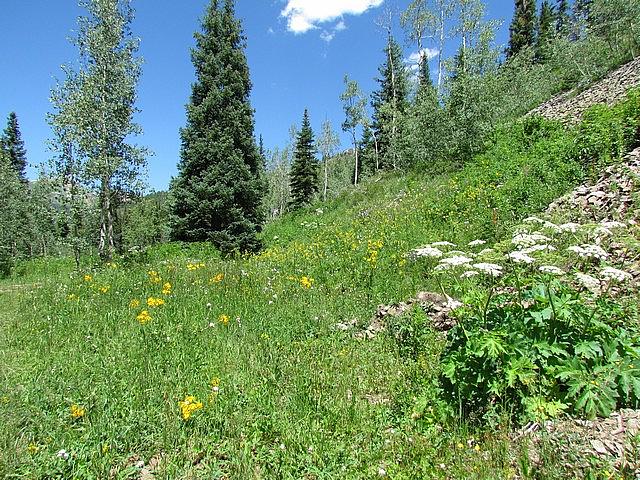 2011-08-07 Crested Butte 72