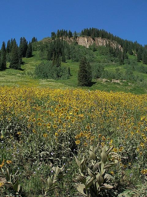2011-08-07 Crested Butte 97