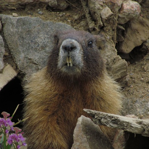 2011-08-28 Weston Pass 011