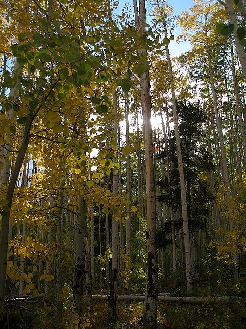 2011-10-02 hike Greens Creek 034