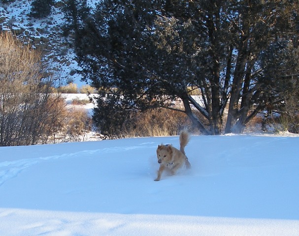 2007-01-27 snowshoe Simon the Snow Dog2
