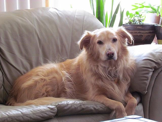 2011-02-12 Simon1