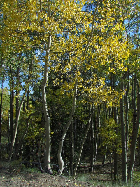 2012-09-22 trip to Marshall Pass 011