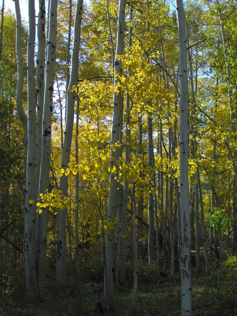 2012-09-22 trip to Marshall Pass 017