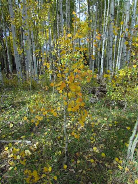 2012-09-23 trip to Kebler Pass 101