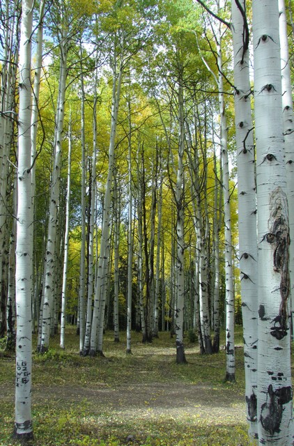 2012-09-23 trip to Kebler Pass 106 - Copy