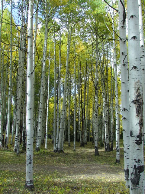 2012-09-23 trip to Kebler Pass 106