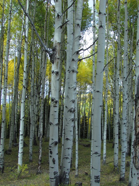 2012-09-23 trip to Kebler Pass 107