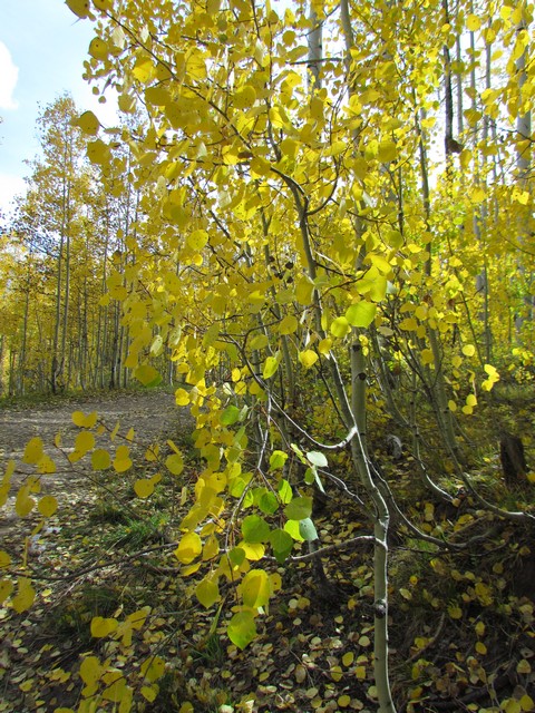 2012-09-23 trip to Kebler Pass 108