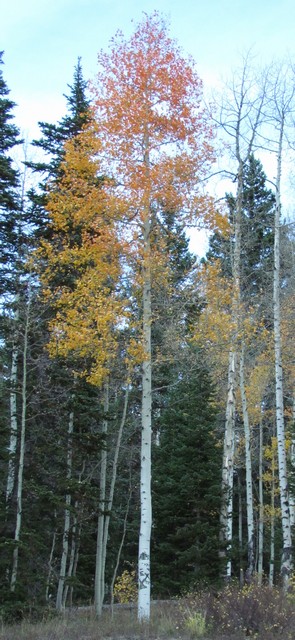 2012-09-23 trip to Kebler Pass 122 - Copy