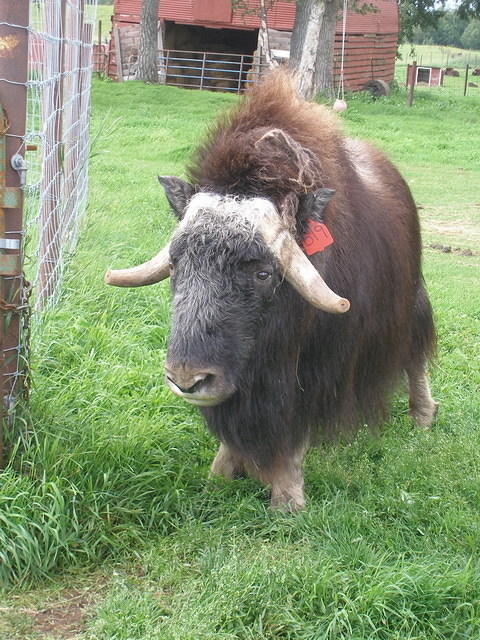 2006-08-19 Musk Ox Farm, Mat-Su Valley, AK 25