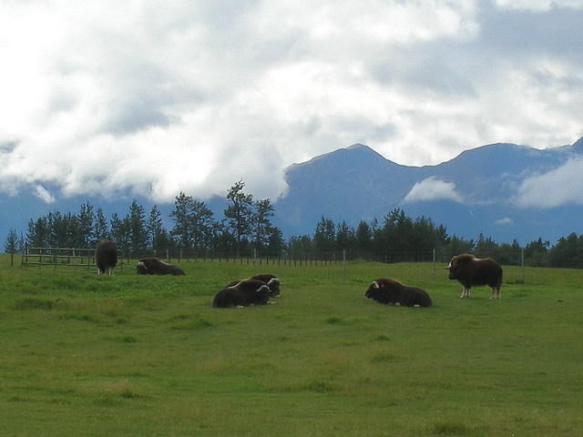 2006-08-19 Musk Ox Farm, Mat-Su Valley, AK 34