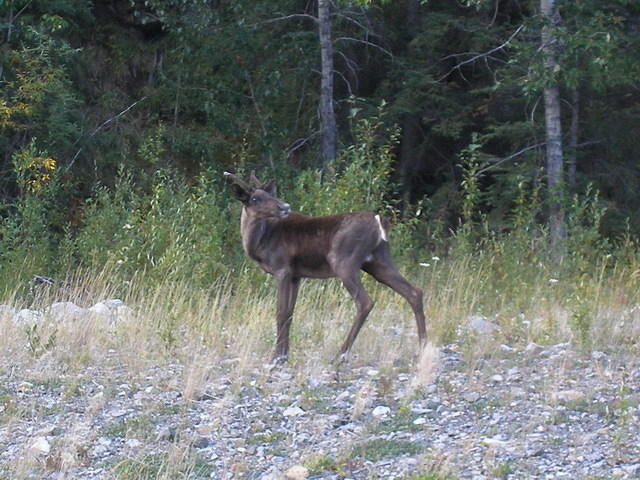 2006-08-25 Along the Alaskan Highway, YT-BC, Canada 41