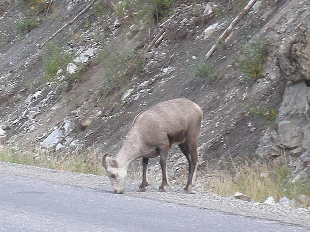 2006-08-25 Along the Alaskan Highway, YT-BC, Canada 48