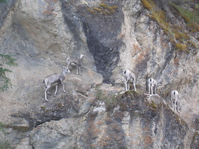2006-08-25 Along the Alaskan Highway, YT-BC, Canada 52