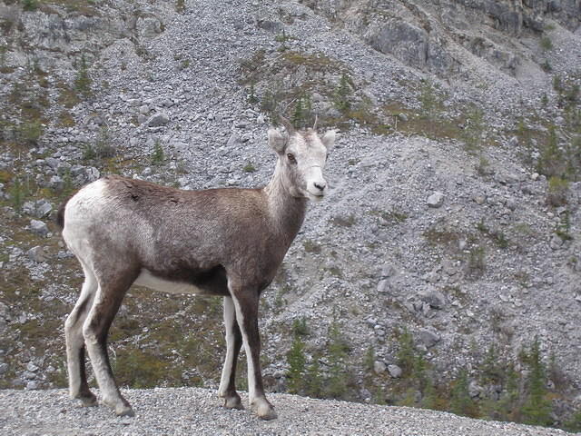 2006-08-25 Along the Alaskan Highway, YT-BC, Canada 55