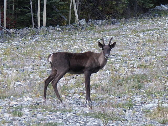 2006-08-25 Along the Alaskan Highway, YT-BC, Canada 64