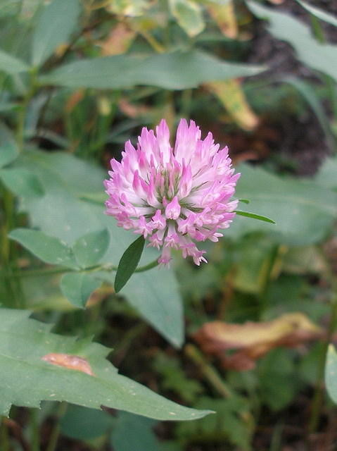 2006-08-28 Jasper National Park, Alberta, Canada 042