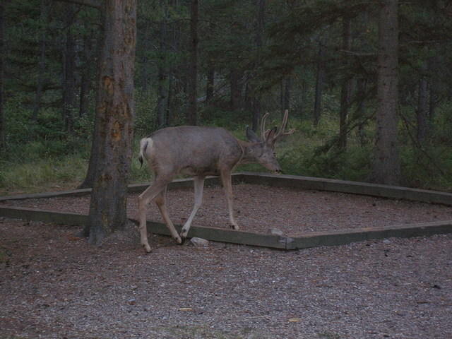 2006-08-28 Jasper National Park, Alberta, Canada 052