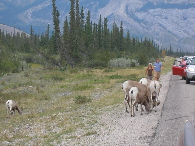 2006-08-28 Jasper National Park, Alberta, Canada 056