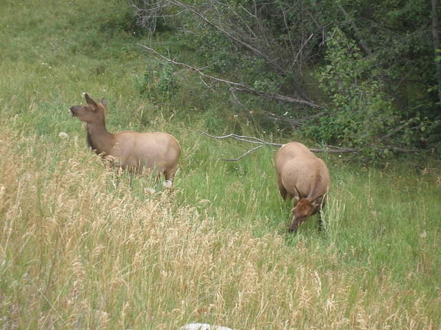 2006-08-28 Jasper National Park, Alberta, Canada 092