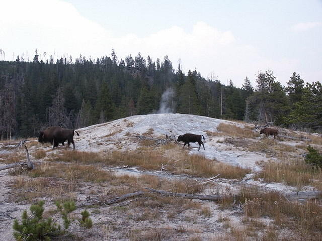 2006-09-04 Yellowstone National Park, Wyoming 081