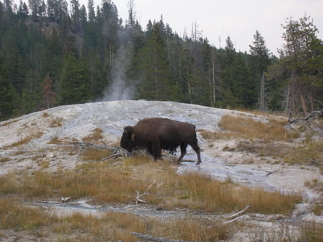 2006-09-04 Yellowstone National Park, Wyoming 084