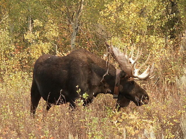 2006-09-05 Grand Teton National Park, Wyoming 42
