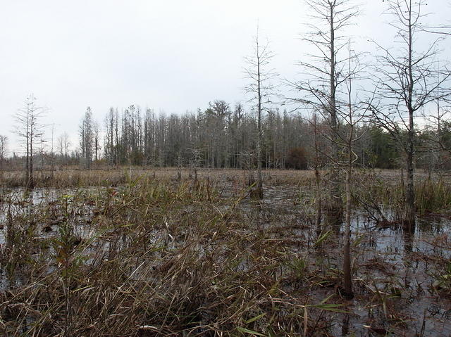 05 -New Years trip-Okefenokee