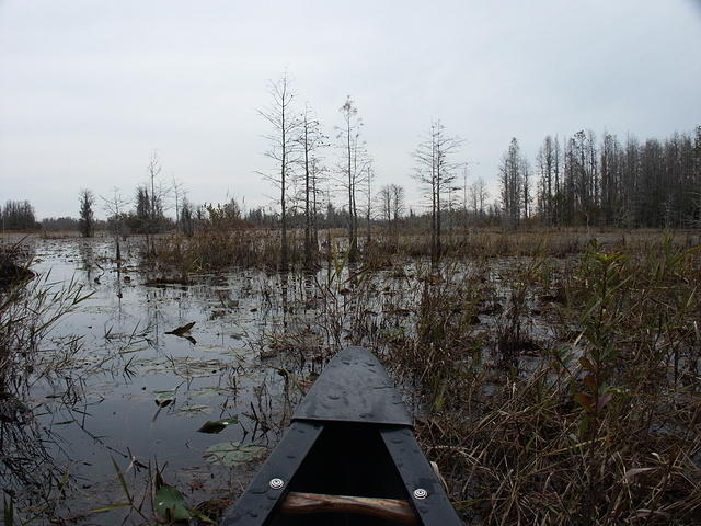 06 -New Years trip-Okefenokee