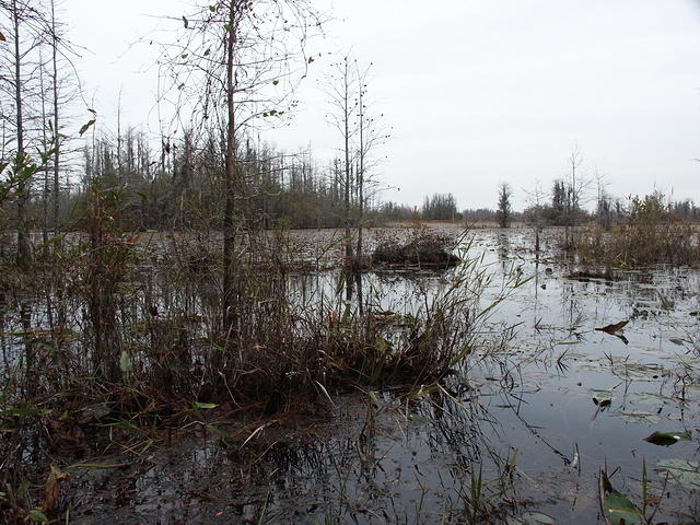 07 -New Years trip-Okefenokee