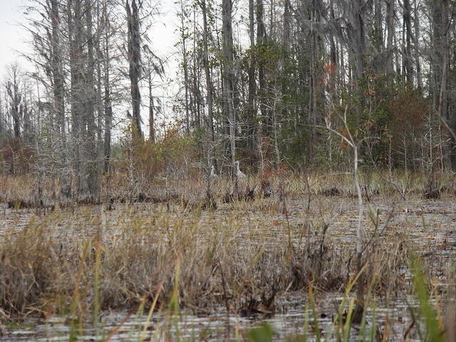 08 -New Years trip-Okefenokee