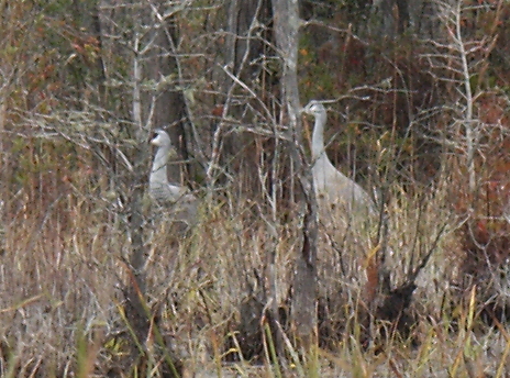09 -New Years trip-Okefenokee