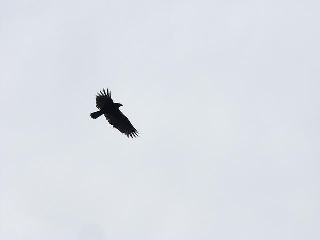 10 -New Years trip-Okefenokee