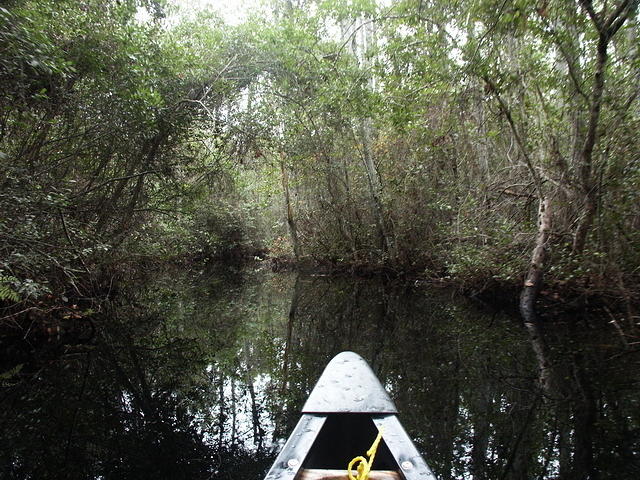 25 -New Years trip-Okefenokee