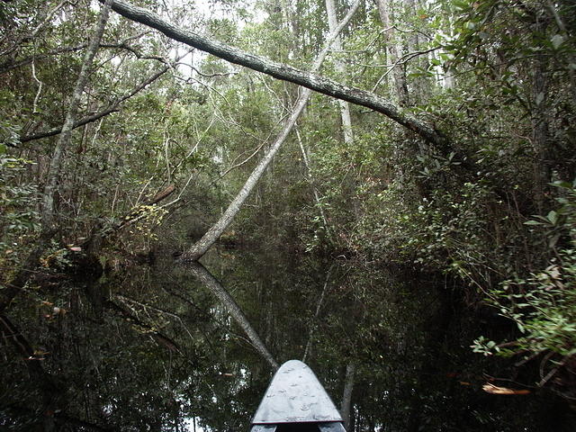 27 -New Years trip-Okefenokee