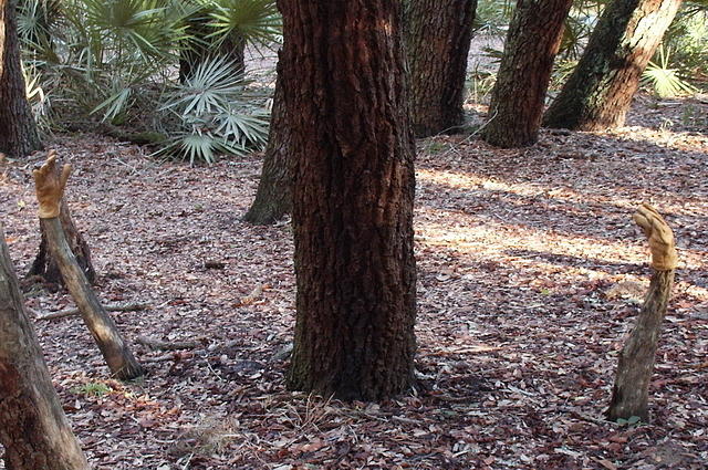 02 -New Years trip-Cumberland Island