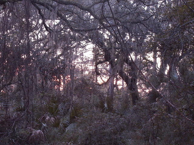 13 -New Years trip-Cumberland Island