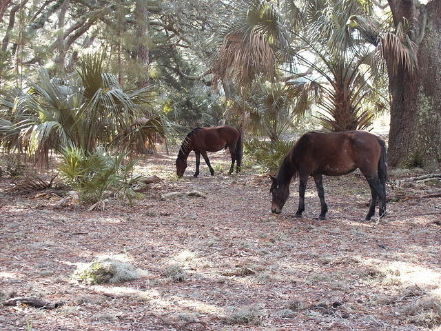 20 -New Years trip-Cumberland Island